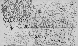 santiago-ramon-y-cajal-bird-cerebellum